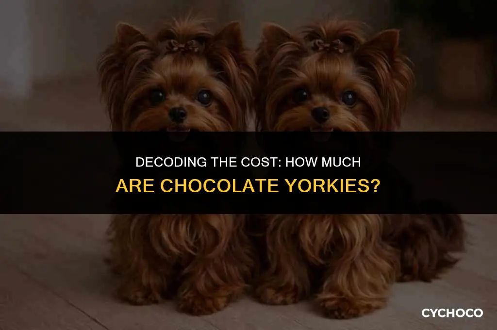 how much are chocolate yorkies
