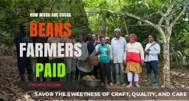 Unveiling the Truth: Cocoa Bean Farmers' Earnings Explained