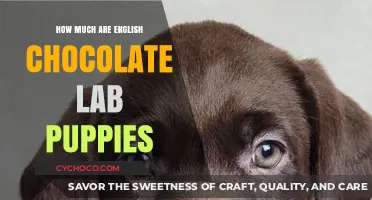 Pricing Guide: English Chocolate Lab Puppies - What to Expect