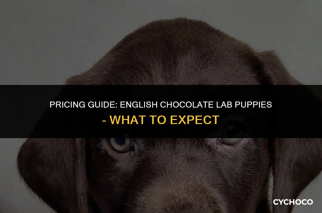 how much are english chocolate lab puppies