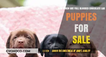 Pricing Guide: Full-Blooded Chocolate Lab Puppies for Sale