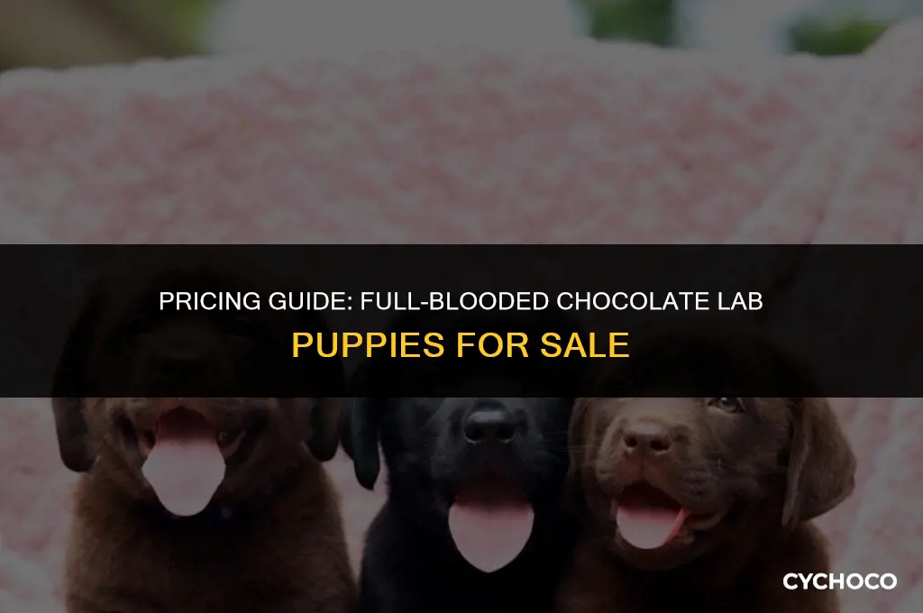 how much are full blooded chocolate lab puppies for sale