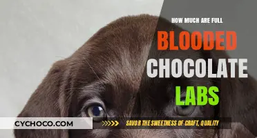 Pricing Purebred Chocolate Labs: What You Need to Know