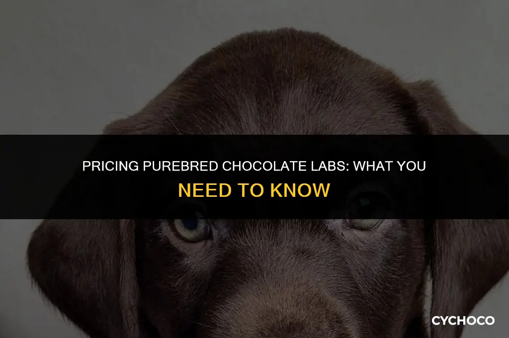 how much are full blooded chocolate labs
