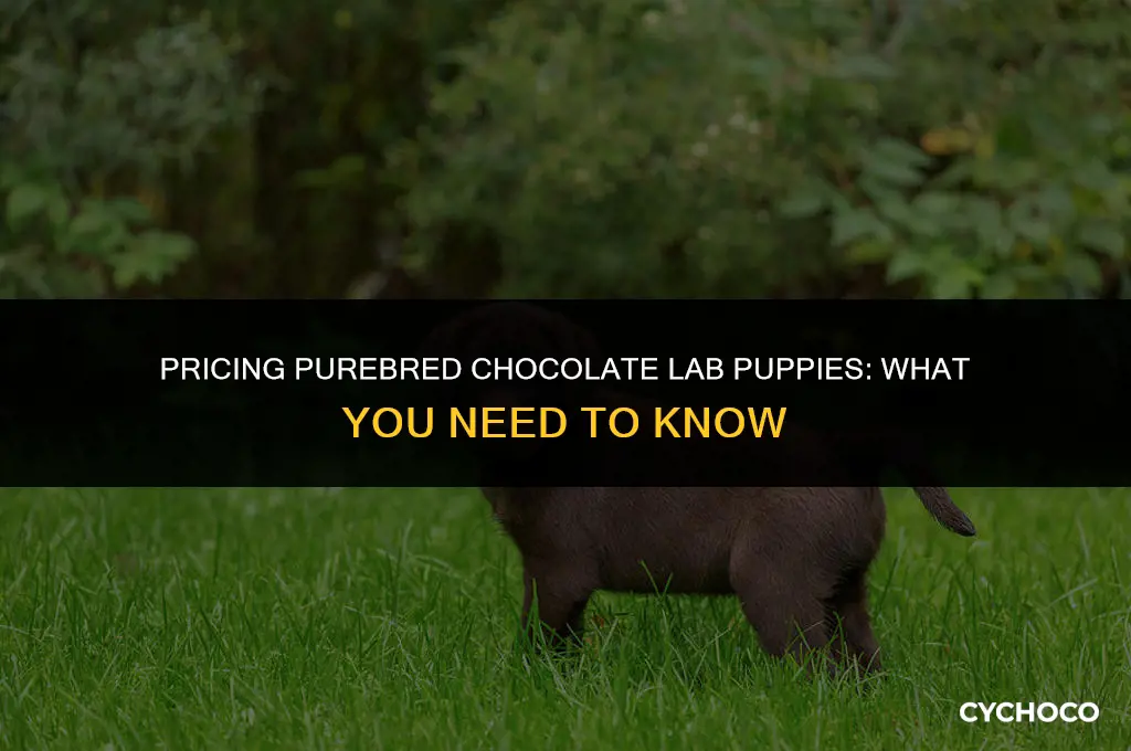 how much are purebred chocolate lab puppies