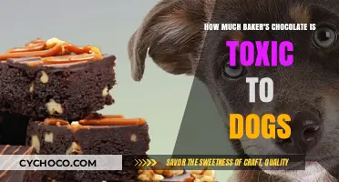 The Bitter Truth: Baker's Chocolate Toxicity in Dogs Explained