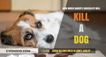 The Lethal Dose: Baker's Chocolate and Canine Safety