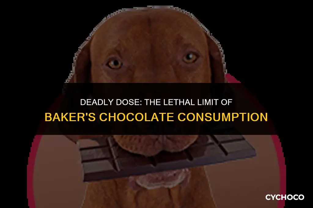 how much bakers chocolate will kill a person
