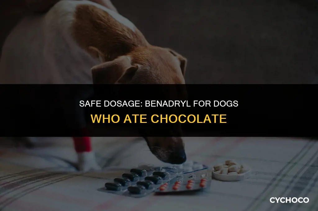 how much benadryl to give a dog after ate chocolate