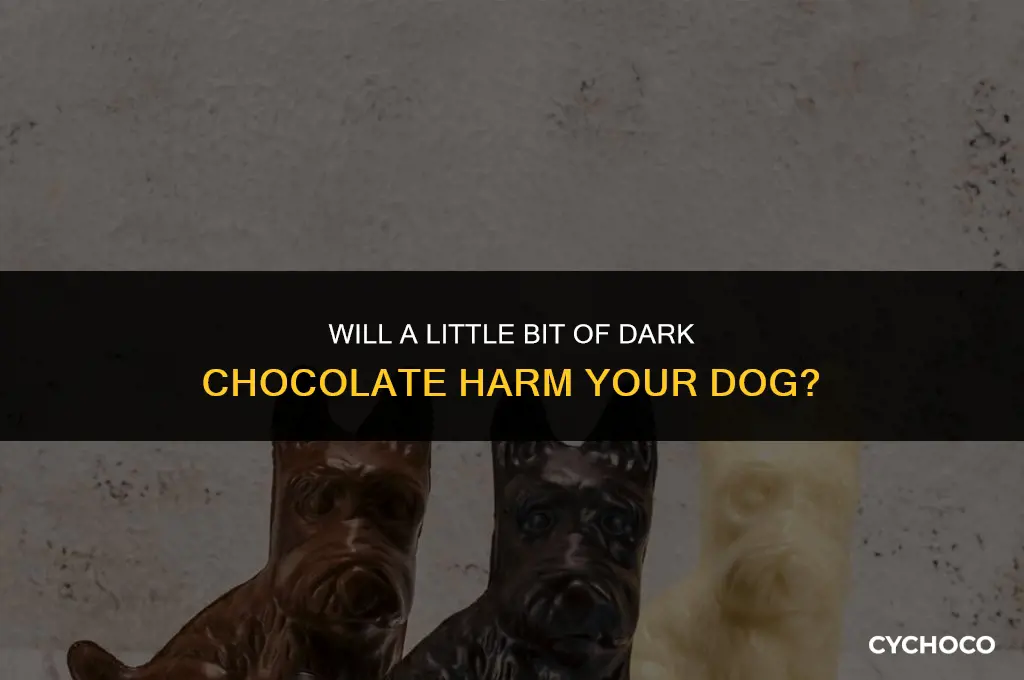 how much bitterseet chocolate will hurt dog