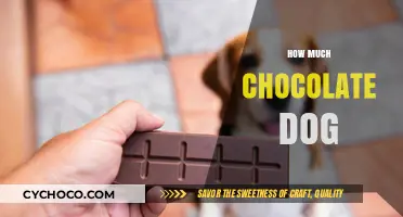 Decoding the Chocolate Consumption Conundrum for Canines