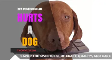The Bitter Truth: Chocolate's Toxic Effects on Dogs Explained