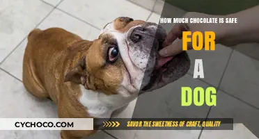 Sweet Treats for Your Furry Friend: Chocolate Safety Guide