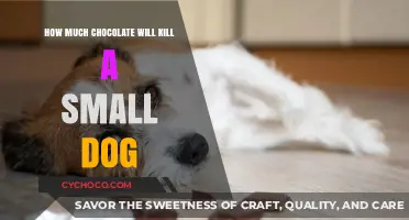 The Lethal Dose: Chocolate's Deadly Threat to Small Dogs