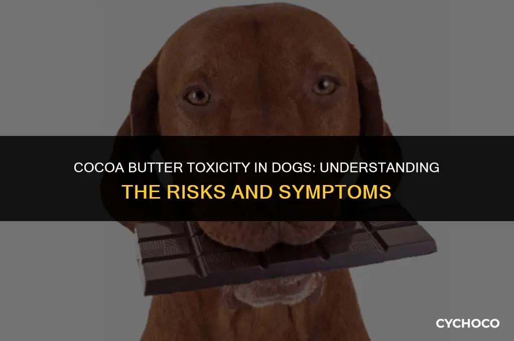 how much cocoa butter is toxic to dogs