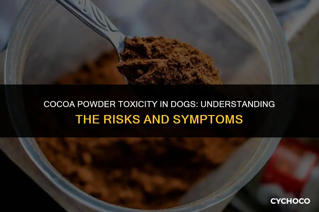 how much cocoa powder is toxic to dogs