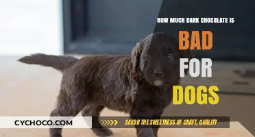 The Bitter Truth: Dark Chocolate's Toxicity to Dogs Explained