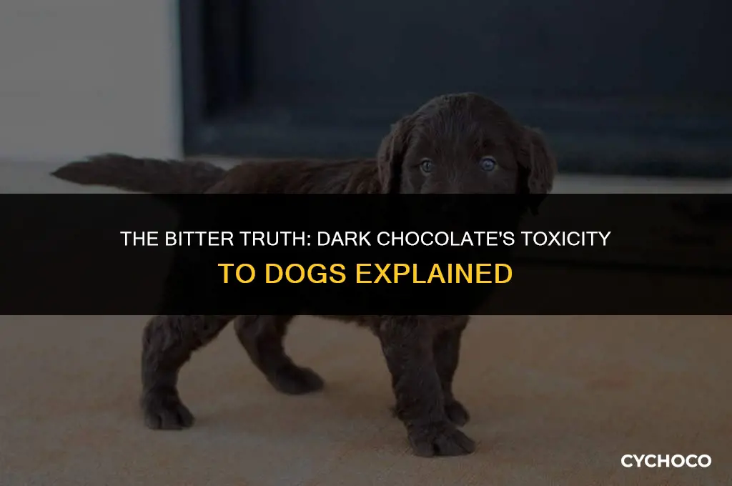 how much dark chocolate is bad for dogs