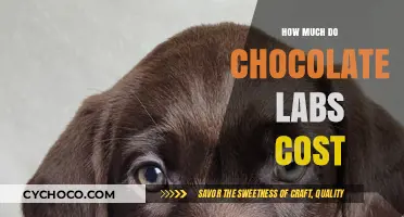 Decoding the Price Tag: How Much Do Chocolate Labs Cost?
