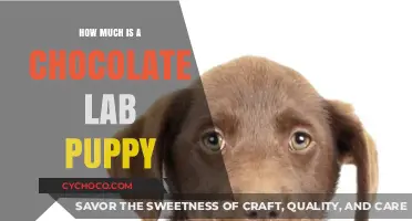 Pricing the Sweetness: Chocolate Lab Puppy Costs Unveiled