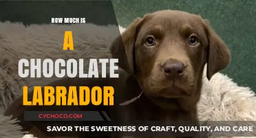 The Cost of a Chocolate Labrador: A Comprehensive Guide