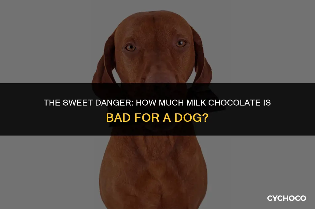 how much milk chocolate is bad for a dog