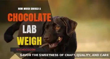 Ideal Weight Guide for Healthy Adult Chocolate Labrador Retrievers
