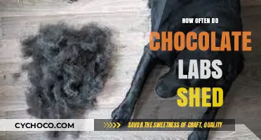 The Shedding Secrets of Chocolate Labs: A Comprehensive Guide