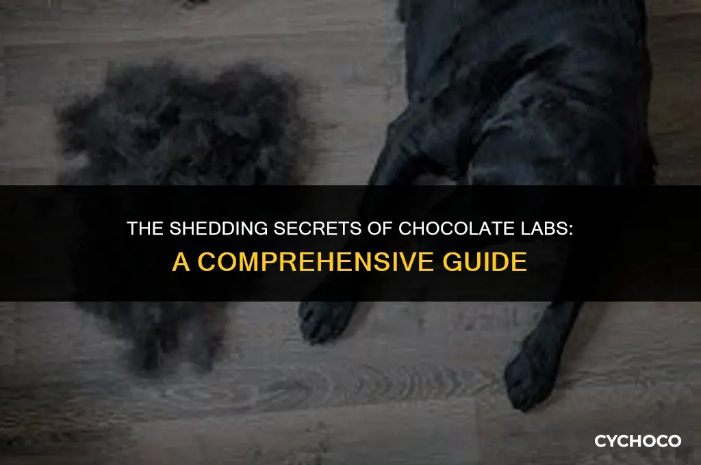 how often do chocolate labs shed