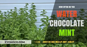 Nurturing Chocolate Mint: A Guide to Optimal Watering Frequencies