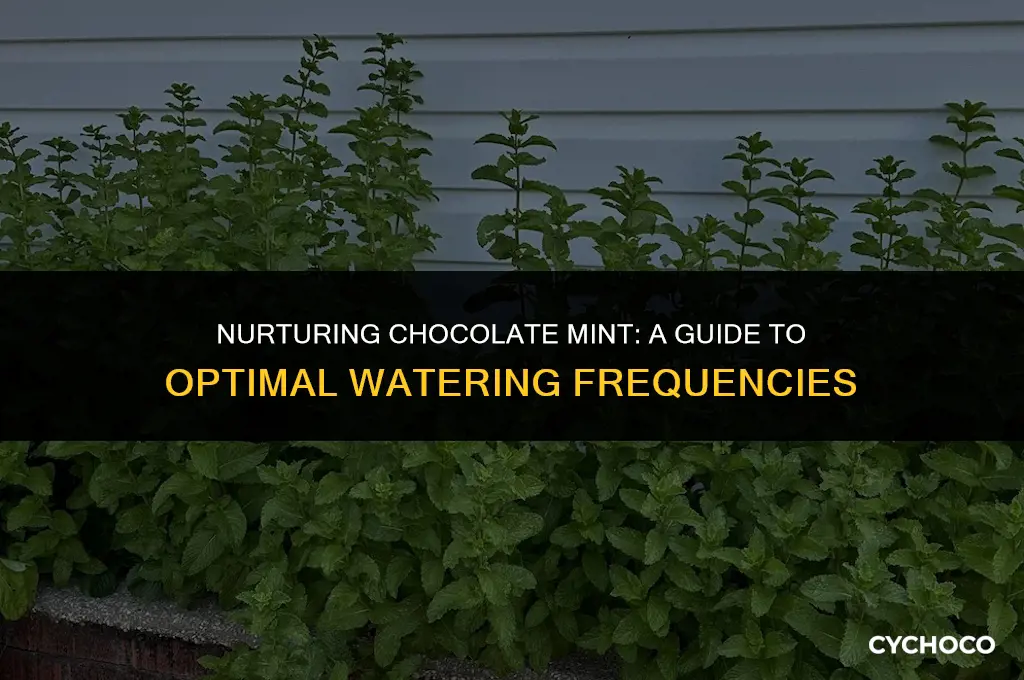 how often do you water chocolate mint