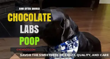 Decoding the Pooping Habits of Chocolate Labs: A Comprehensive Guide