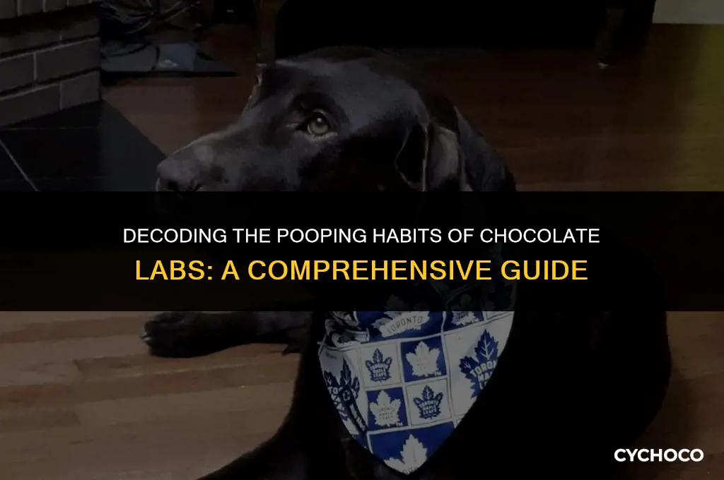 how often should chocolate labs poop