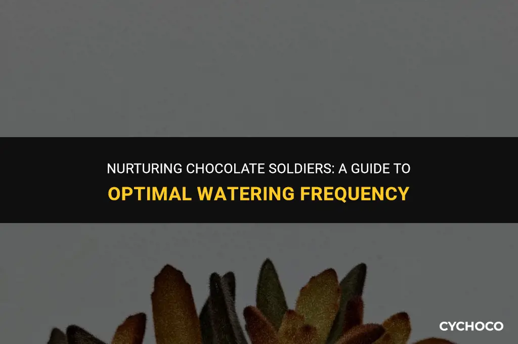 how often to water chocolate soldier