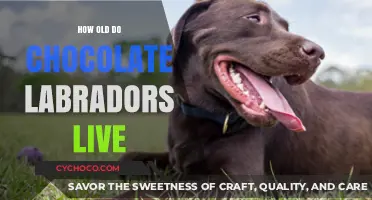 Lifespan of Chocolate Labradors: A Comprehensive Guide
