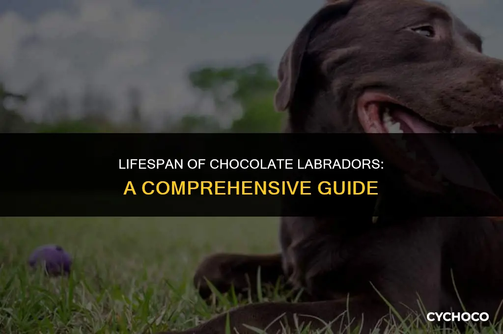how old do chocolate labradors live