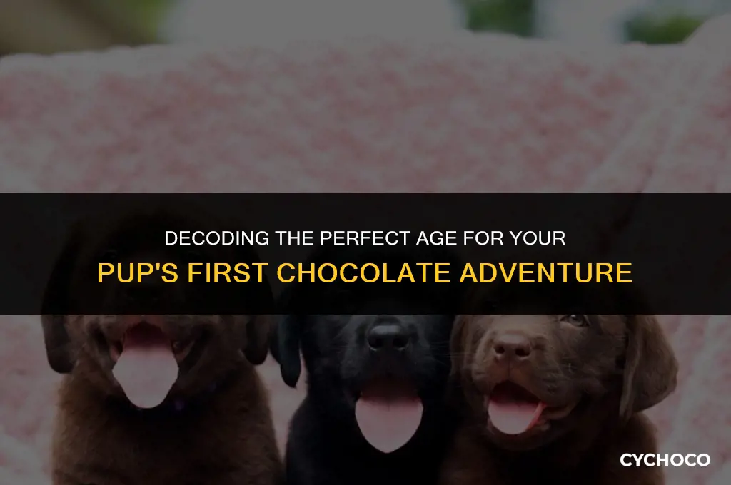 how old is ready for chocolate lab