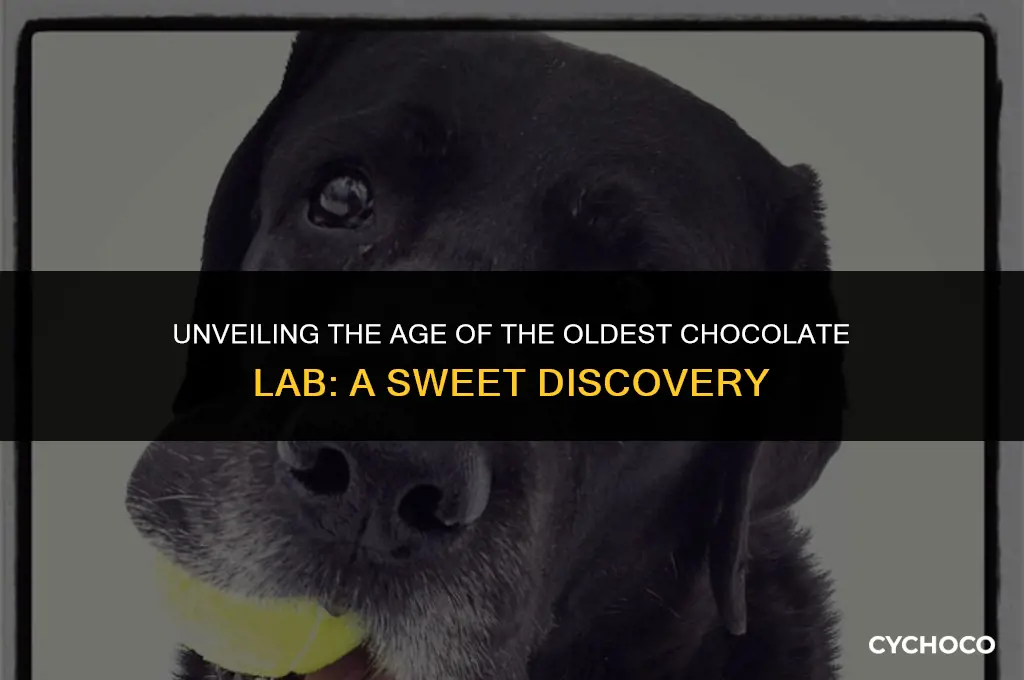 how old is the oldest chocolate lab