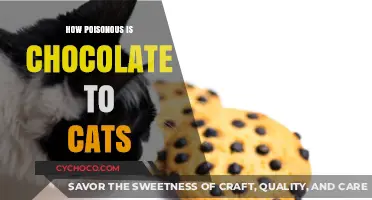 The Sweet Danger: Chocolate's Toxicity to Cats Explained