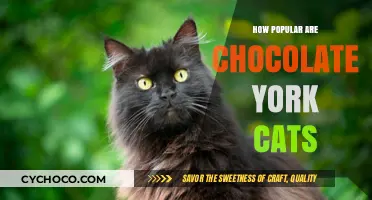 The Sweet Popularity of Chocolate York Cats: A Feline Trend