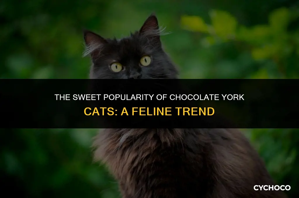 how popular are chocolate york cats