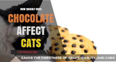The Sweet Danger: How Quickly Does Chocolate Affect Cats?