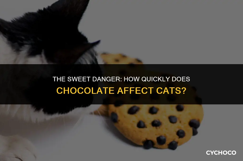 how quickly does chocolate affect cats
