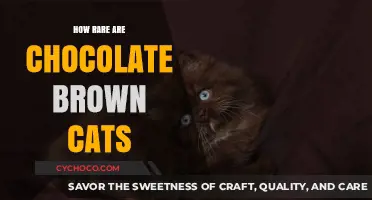The Unique Charm of Chocolate Brown Cats: A Rare Find