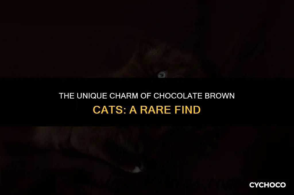 how rare are chocolate brown cats