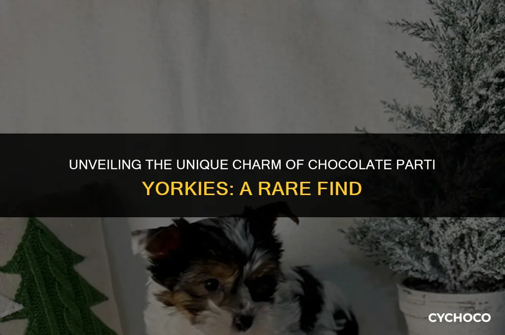 how rare are chocolate parti yorkies