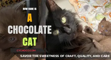 The Unique Charm of Chocolate Cats: A Feline Rarity