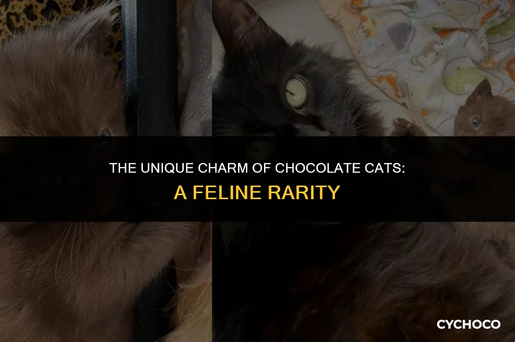 how rare is a chocolate cat