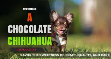 Unveiling the Rarity: Chocolate Chihuahuas in the Spotlight