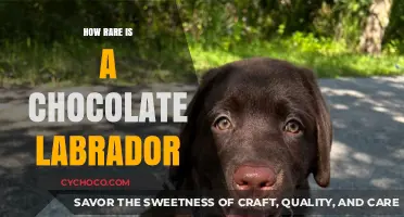 Uncommon Canines: The Rarity of Chocolate Labradors Explained